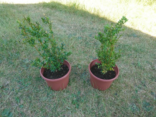 Buxus hedging topiary shrub - 2x,