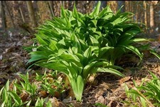 15 Wild Garlic Plants With