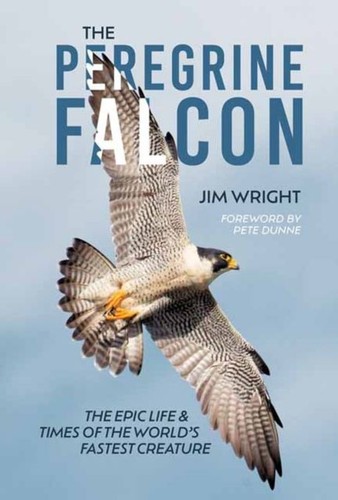 The peregrine falcon jim - the,
