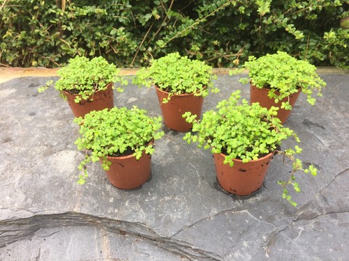 Green helxine soleirolii - 5x,