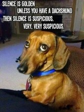 Dachshund  refrigerator magnet