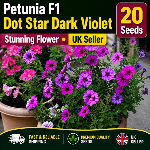 Petunia dot star dark - petunia,