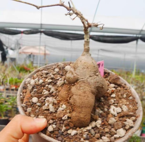 Cyphostemma montagnacii