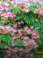 2 Mimosa trees, 2 ft tall