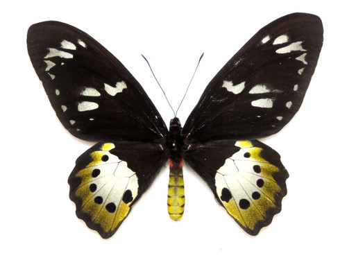 Ornithoptera paradisea