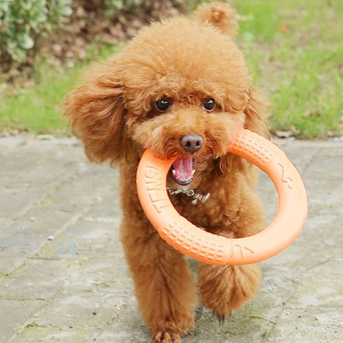 Dog toys pet - toys, disk