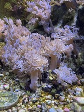 Live Purple Pulsing Xenia