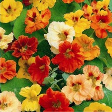 Nasturtium Jewel of Africa