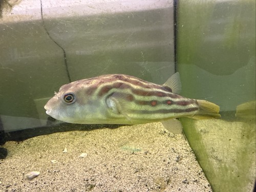 Live tropical fish tetraodon - tropical, fish~tetraodon