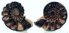AMMONITE FOSSIL HEMATITE