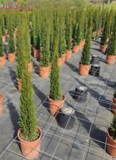 Italian Cypruss Pencil Tree 10L Approx 100cm Amazing Quality Patio Plant