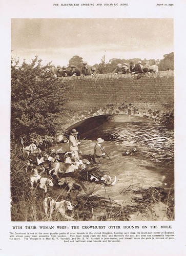 The crowhurst otter hounds - otter,