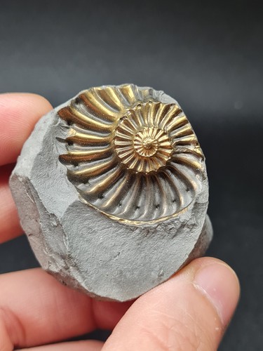 Pyritized pleuroceras ammonite - pleuroceras,