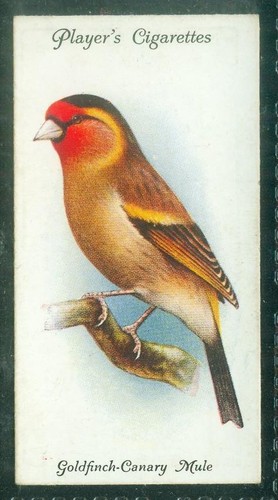 Bird card 014 1933 - card,, player