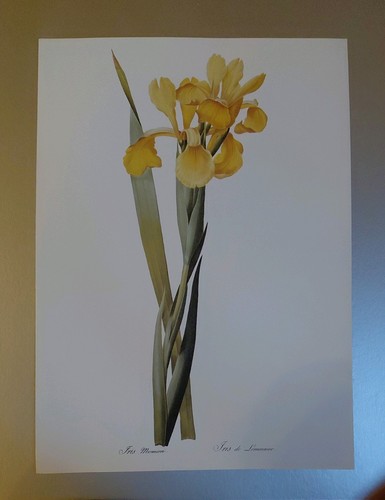 Botanical print lemonniers - botanical, lemonniers's