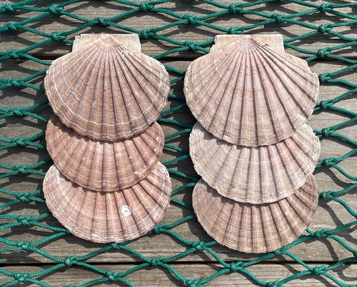 Diver caught scottish scallop - scottish,