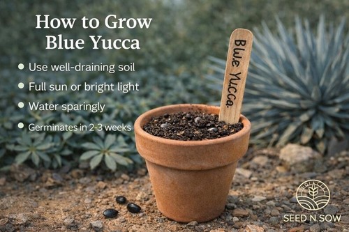 Blue yucca seeds - yucca, 25