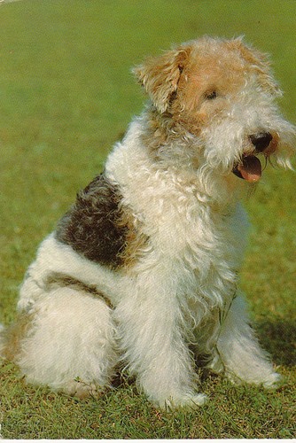 Fox terrier postcard - fox,