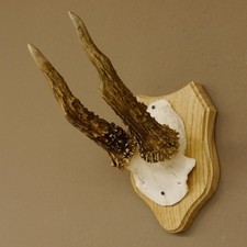 Abnormal Roe Deer Antlers Roe Deer Horn Buck Trophy Plaque 607.148