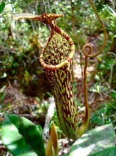 NEPENTHES STENOPHYLLA - CARNIVOROUS PLANT, 10 SEEDS