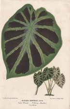 French Antique Botanical