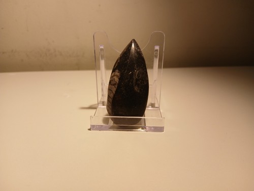 Orthoceras fossil with - orthoceras, free