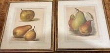 Pair of Framed Botanical Pear