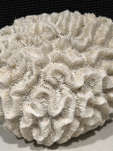 White brain coral - brain, 4”
