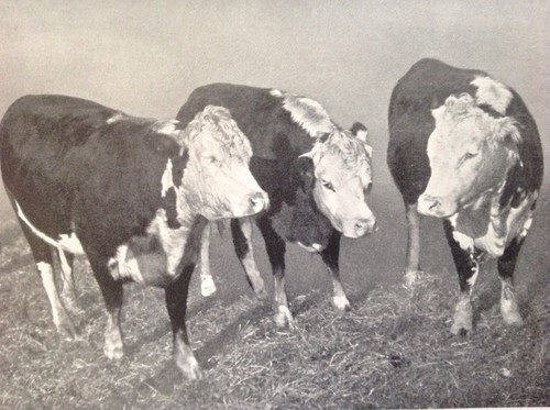 Cattle double standard polled - standard,