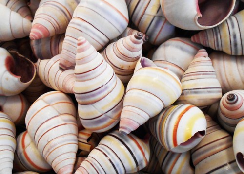 Real striped candy - striped, snail
