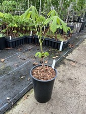 Horse Chestnut Tree Sapling