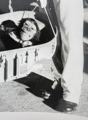 1961 ham first chimpanzee - 1961,