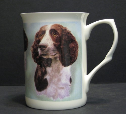 Springer spaniel dog - spaniel, fine