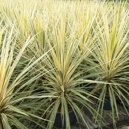 Large plant cordyline - large,