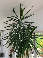 YUCCA ELEPHANTIPES FOR SALE -
