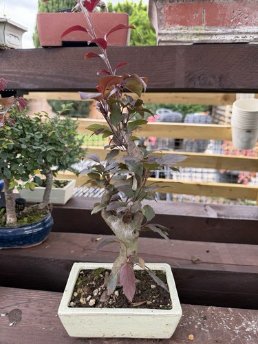 Cherry plum bonsai - plum,