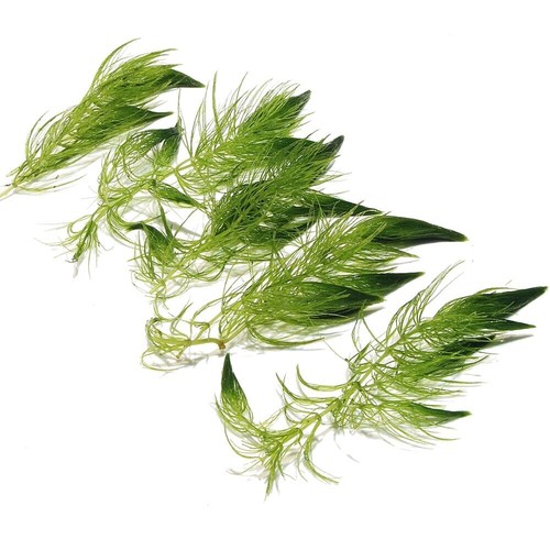 Ceratophyllum demersum - ceratophyllum,