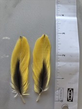 Parrot Feathers 