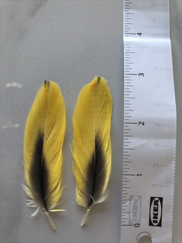 Parrot feathers - parrot,