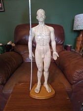 Large Acupuncture Male Model
