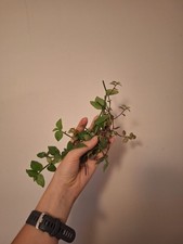 Handful Of Tradescantia