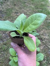 6 x Golden Virginia  Plug
