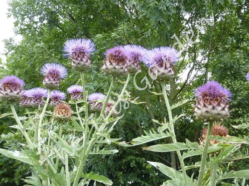 Cardoon huge spectacular - cardoon, –