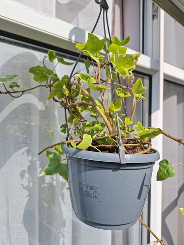 Hedera ivy hanging basket - ivy,