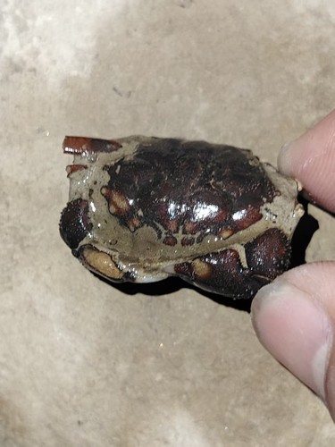 Natural crab fossils - , from