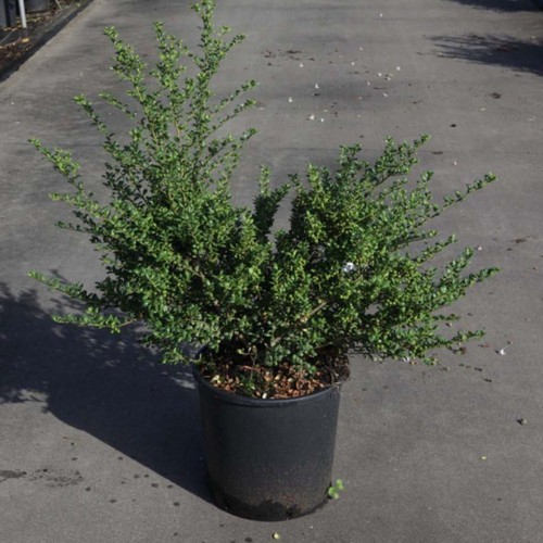Ilex crenata convexa - ilex,