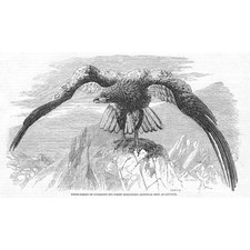 White Tailed or Cinereous Sea