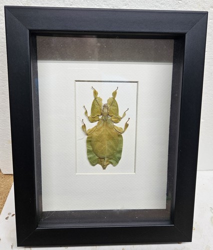 Real framed brown - brown, leaf