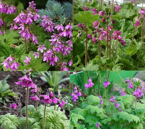 Plants of primula - x,