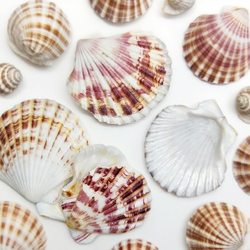 Mhymx seashells pcs - seashells,,